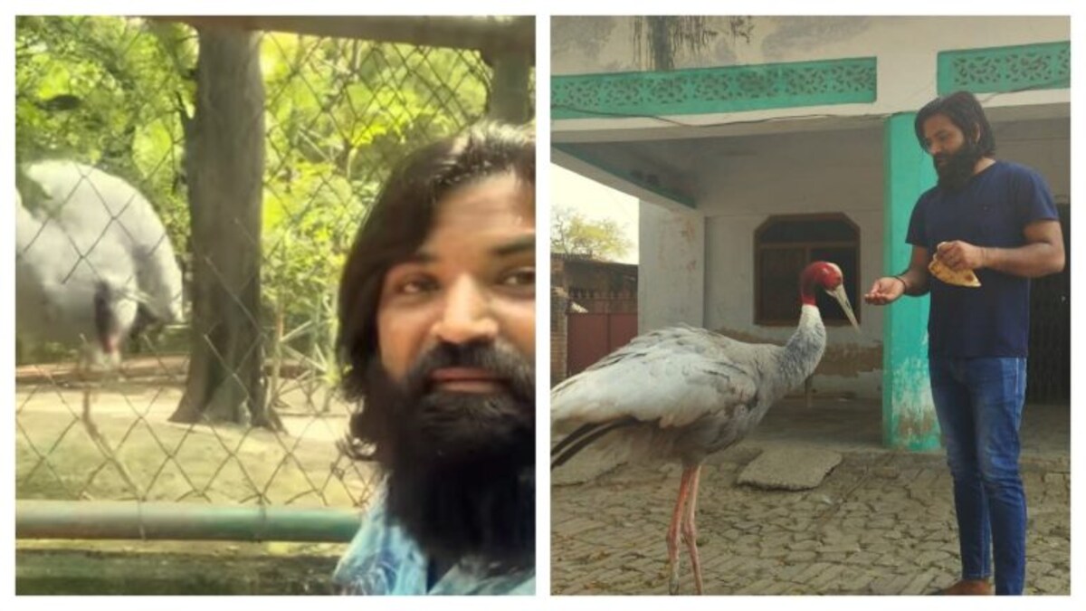 फिर सारस से मिलने पहुंचे आरिफ को रोक लिया गया, बोला- अब दोस्त के लिए कोर्ट जाऊंगा UP Tak