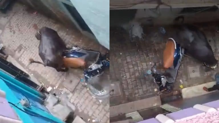 मुरादाबाद: कसाई के हाथ में चाकू देखकर कुर्बानी से पहले स्कूटी को खदेड़ते हुए भागा भैंसा, वीडियो वायरल UP Tak