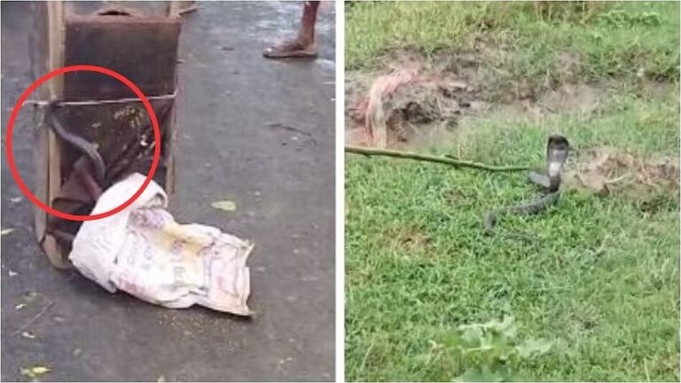 लखीमपुर खीरी के होटल में बज रहा था नाग-नागिन का गाना तभी निकल गया किंग कोबरा, वीडियो वायरल UP Tak