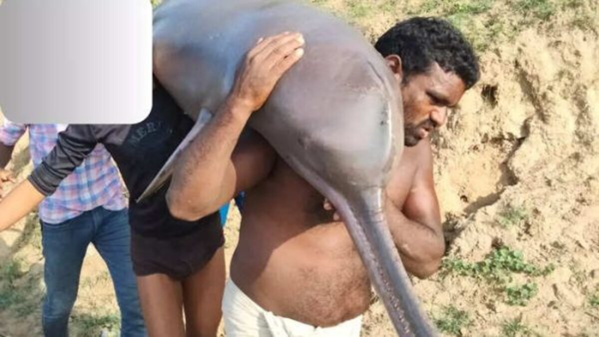 कौशांबी: डॉल्फिन का शिकार कर खा गए मछुआरे, वीडियो वायरल होते ही मचा हड़कंप, केस दर्ज UP Tak