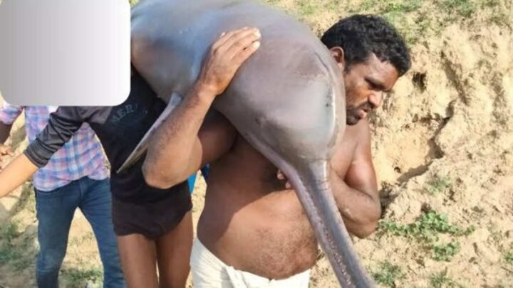 कौशांबी: डॉल्फिन का शिकार कर खा गए मछुआरे, वीडियो वायरल होते ही मचा हड़कंप, केस दर्ज UP Tak