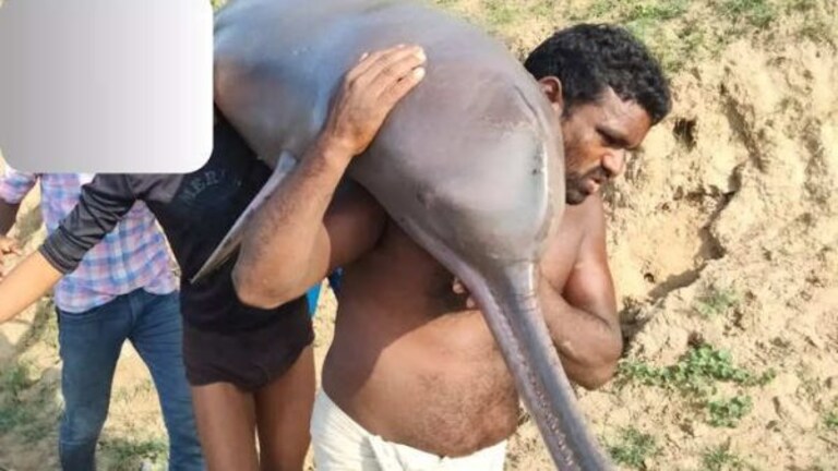 कौशांबी: डॉल्फिन का शिकार कर खा गए मछुआरे, वीडियो वायरल होते ही मचा हड़कंप, केस दर्ज UP Tak