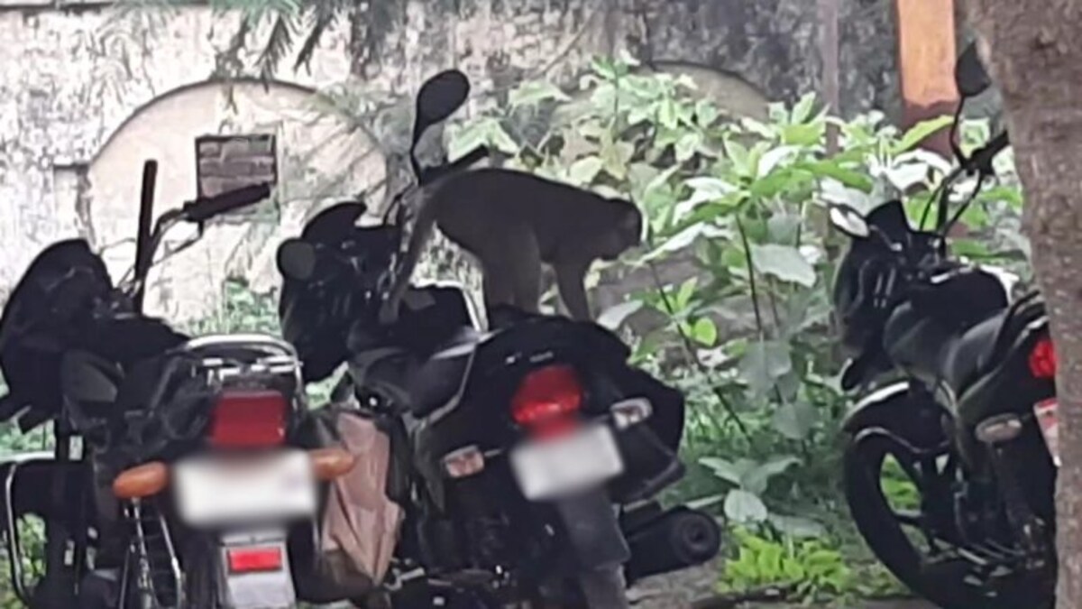बैग में रखे एक लाख रुपए लेकर भागा बंदर, रामपुर में हुआ अजब तमाशा फिर देखने को मिला ये UP Tak