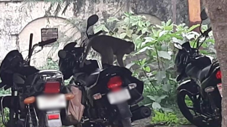 बैग में रखे एक लाख रुपए लेकर भागा बंदर, रामपुर में हुआ अजब तमाशा फिर देखने को मिला ये UP Tak