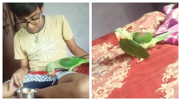 मेरठ में एलआईयू महिला अधिकारी का तोता उड़ा, ‘मिष्ठू’ को खोजने वाले को मिलेगा 5 हजार का इनाम UP Tak