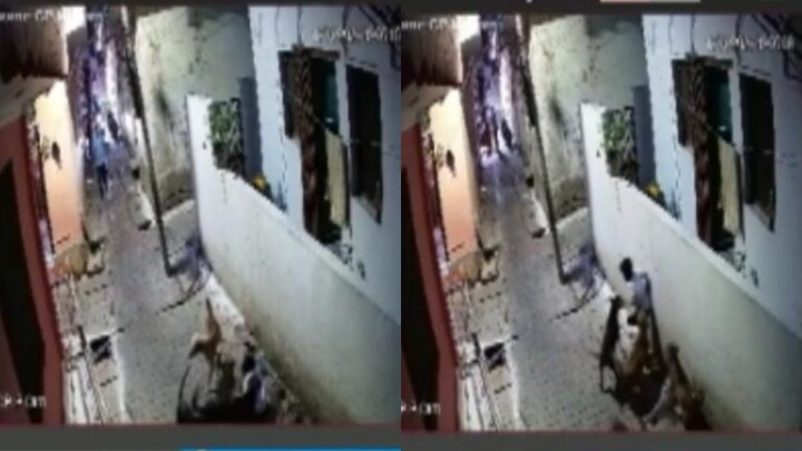 झांसी: कुत्तों के झुंड ने घर के बाहर खेल रहे मासूम पर किया हमला, गंभीर रूप से घायल UP Tak