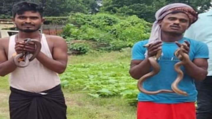 गोरखपुर: दुर्लभ प्रजाति के सांपों की करते थे तस्करी, वन विभाग ने ऐसे दबोचा, दो सांप बरामद गोरखपुर: दुर्लभ प्रजाति के सांपों की करते थे तस्करी, वन विभाग ने दबोचा