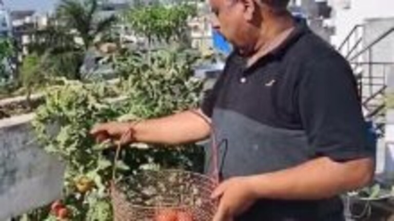 लखनऊ के वीके पांडे कैसे शहर के घर में उगा रहे 2.5 क्विंटल टमाटर? उनसे जानिए पूरा प्रोसेस UP Tak