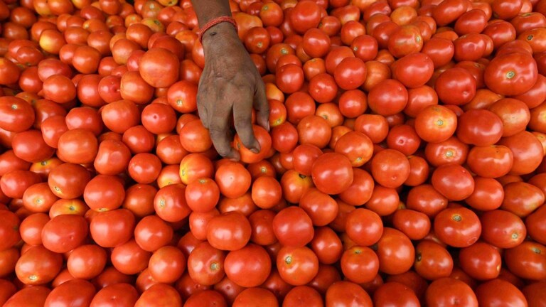 नोएडा, ग्रेटर नोएडा के इन इलाकों में आज से मिलेगा सस्ता टमाटर, देखिए पूरी लिस्ट UPTak