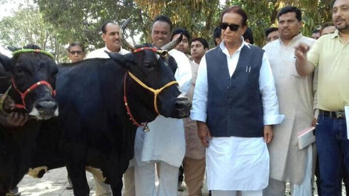 भैंसों की डेयरी से रोज आते हैं 20 हजार रुपये जिससे चलता है आजम का घर! छापेमारी में ये सब बोले