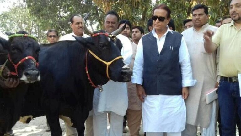 भैंसों की डेयरी से रोज आते हैं 20 हजार रुपये जिससे चलता है आजम का घर! छापेमारी में ये सब बोले भैंसों की डेयरी से रोज आते हैं 20 हजार रुपये जिससे चलता है आजम का घर! छापेमारी में ये सब बोले
