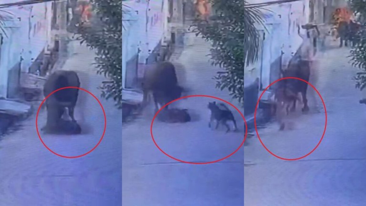 ग्रेटर नोएडा: स्कूल जा रही बच्ची को सांड ने पटका, कुत्ते ने ऐसे बचाई जान, CCTV में कैद हुई घटना UP Tak