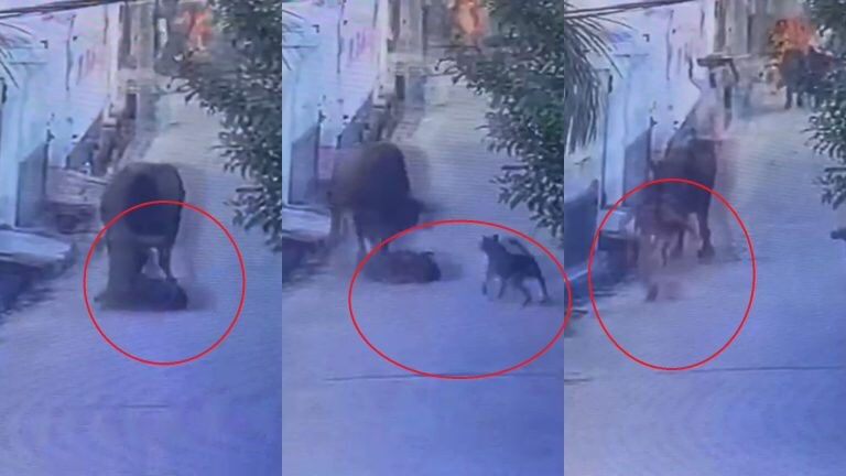 ग्रेटर नोएडा: स्कूल जा रही बच्ची को सांड ने पटका, कुत्ते ने ऐसे बचाई जान, CCTV में कैद हुई घटना UP Tak