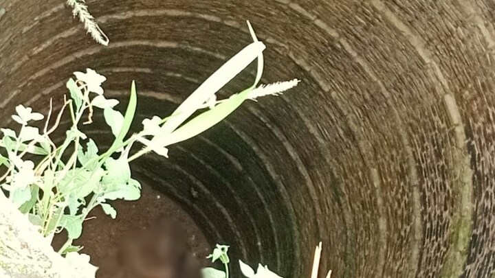 झांसी: कुएं में महिला की पड़ी थी लाश, पुलिस नीचे गई तो शव के पास बैठे थे 2 अजगर और 3 काले नाग UP Tak