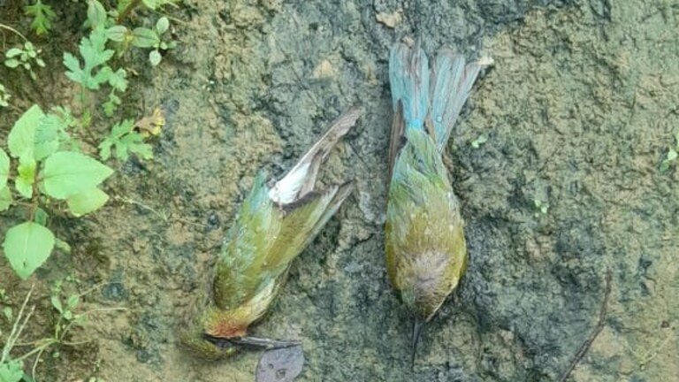 बदायूं: दो शख्स ने 70 चिड़ियों को मार डाला, हुआ ये एक्शन, सामने आई ये चौंकाने वाली वजह UP Tak