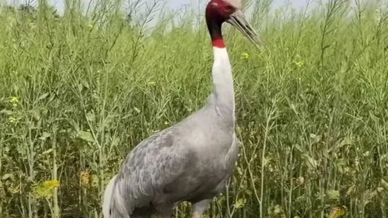 देवरिया : अपने झुंड के साथ उड़ रहा था सारस, अचानक आया हाइटेंशन लाइन की चपेट में, हुई मौत UPTak