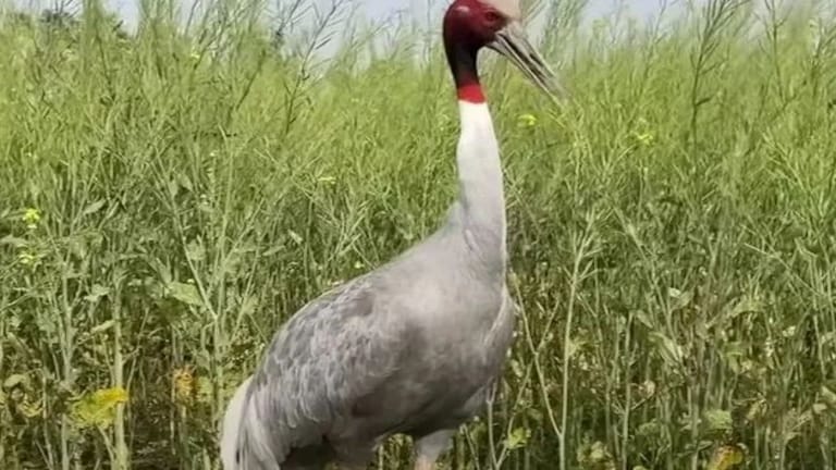 देवरिया : अपने झुंड के साथ उड़ रहा था सारस, अचानक आया हाइटेंशन लाइन की चपेट में, हुई मौत UP Tak