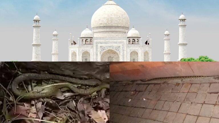 अजीब घटना! ताजमहल में अचानक निकले कई सांप, फिर पता चला आखिर ऐसा क्यों हुआ? UP Tak
