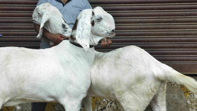 बांदा में विधवा महिला की दो दर्जन बकरियां हो गईं चोरी, अब उन्हें ढूंढने में जुटी है पुलिस UP Tak