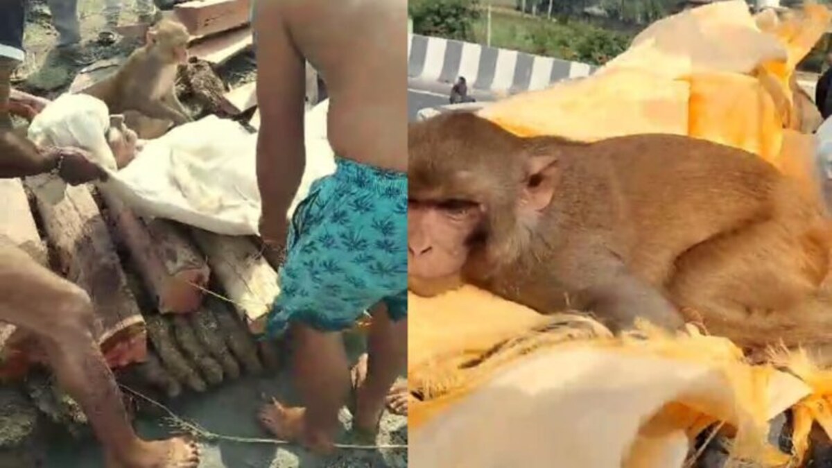 अर्थी पर रखे शव से लिपटा और रोता रहा बंदर, फिर श्मशान घाट तक गया, ये रिश्ता कर देगा इमोशनल अर्थी पर रखे शव से लिपटा और रोता रहा बंदर, फिर श्मशान घाट तक गया, ये रिश्ता कर देगा इमोशनल