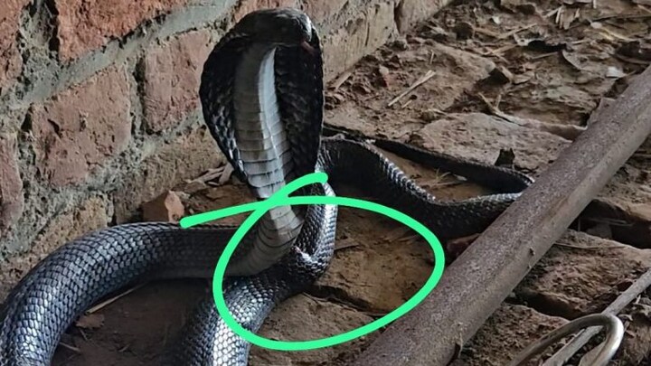 बदायूं: ऐसे कोबरा सांप हुआ घायल, इलाज के लिए दिल्ली ले जाया गया UP Tak