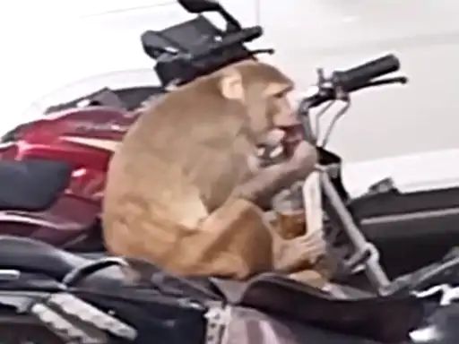 कानपुर में एक बंदर ने खोल दी पुलिस की पोल! पहले चुराई शराब की बोतल और फिर किया ये कारनामा UP Tak