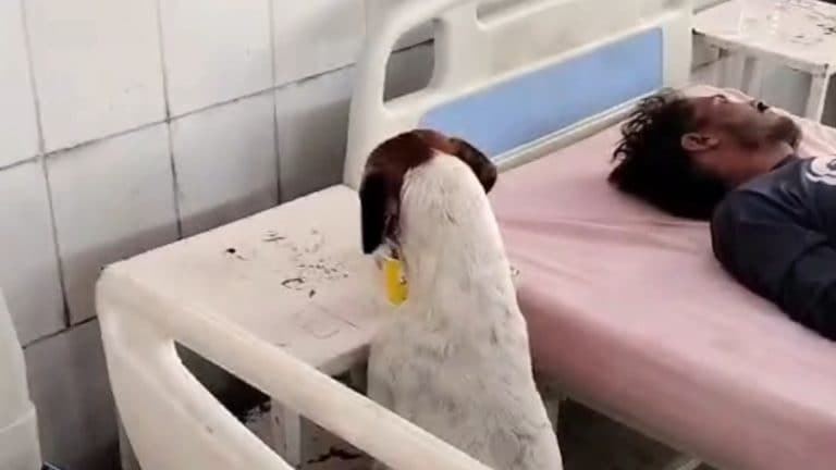 मुरादाबाद: जिला अस्पताल में मरीज का खाना खाता दिखा आवारा कुत्ता, CMO ने दिए जांच के आदेश UP Tak