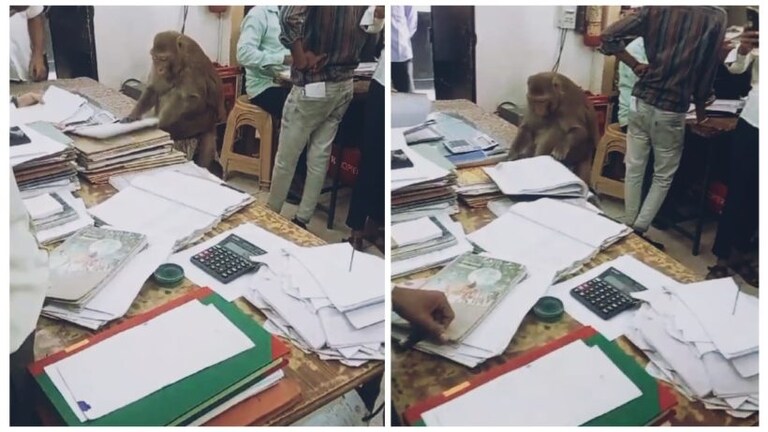 सहारनपुर: सरकारी दफ्तर के अंदर ये क्या कर रहा बंदर? वीडियो वायरल, अब SDM को आना पड़ा सामने सहारनपुर: सरकारी दफ्तर के अंदर ये क्या कर रहा बंदर? वीडियो वायरल, अब SDM को आना पड़ा सामने
