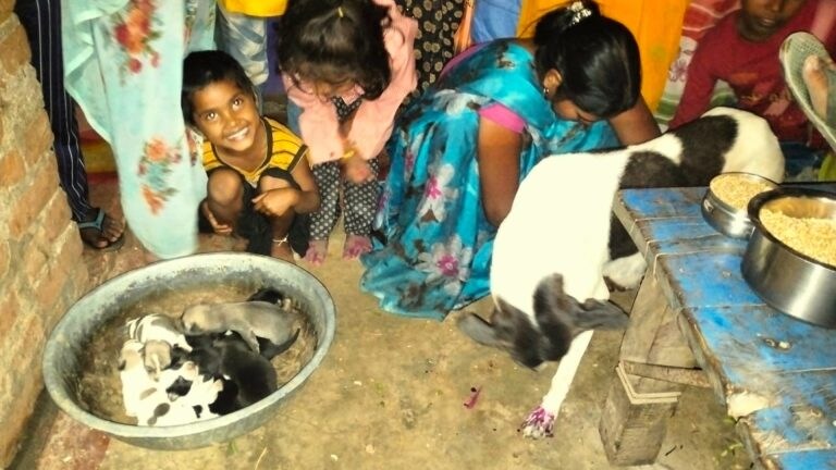 पिल्लों की छठी कभी सुनी है? नहीं तो हमीरपुर की डॉगी ‘चटनी’ की ये खबर जान लीजिए UP Tak