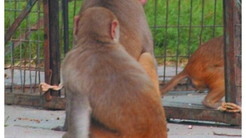 बदायूं : घर में बंदर फेंक गया जहर की पुड़िया, बच्चों ने चूरन समझकर चाट लिया, फिर मचा हड़कंप