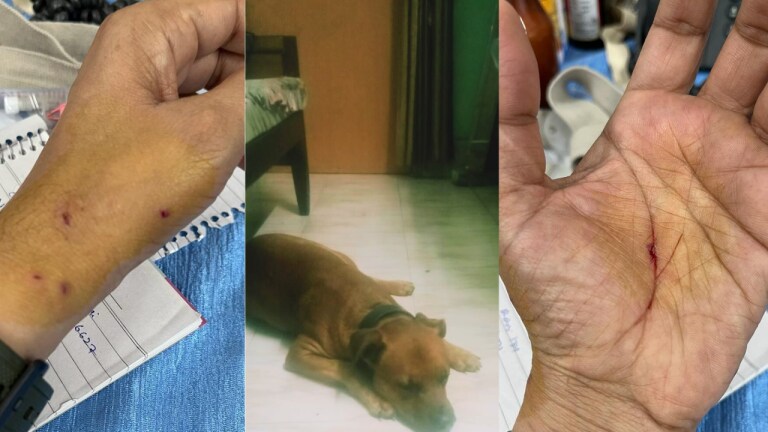 कानपुर में एयरफोर्स अधिकारी को कुत्ते ने काटा, शिकायत करने गए तो हथेली पर फिर काट खाया UP Tak