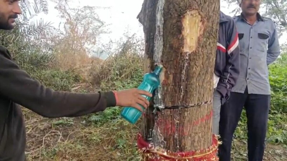 नोएडा में नीम के पेड़ से निकलने लगा दूध! चमत्कार समझ बोतल में भरकर घर ले जा रहे लोग UP Tak