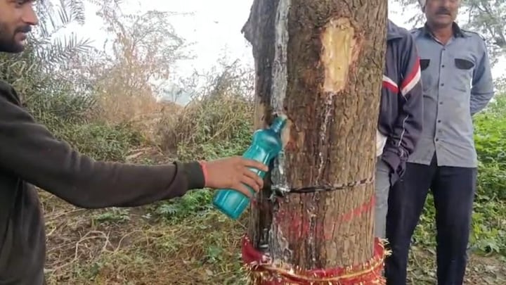 नोएडा में नीम के पेड़ से निकलने लगा दूध! चमत्कार समझ बोतल में भरकर घर ले जा रहे लोग UP Tak
