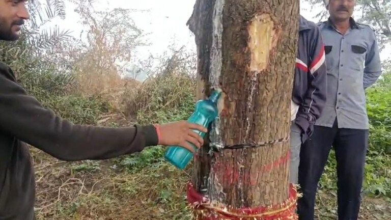 नोएडा में नीम के पेड़ से निकलने लगा दूध! चमत्कार समझ बोतल में भरकर घर ले जा रहे लोग UP Tak