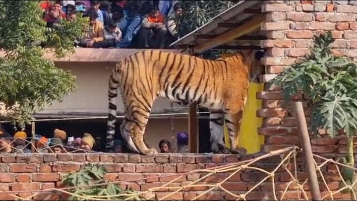 पीलीभीत के अटकोना गांव में अचानक आया बाघ, ट्यूरिस्ट जंगल सफारी छोड़ यहां पहुंचे UP Tak