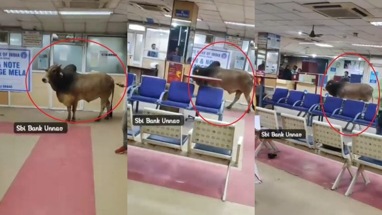 उन्नाव में SBI बैंक के अंदर क्यों पहुंचा सांड? वजह जान आपका दिल भी पसीज जाएगा! UPTak