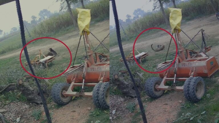 तेंदुए और कुत्ते में हुई खूब लड़ाई, जीता कौन? इस भिड़ंत का रिजल्ट देख यकीन नहीं होगा UP Tak