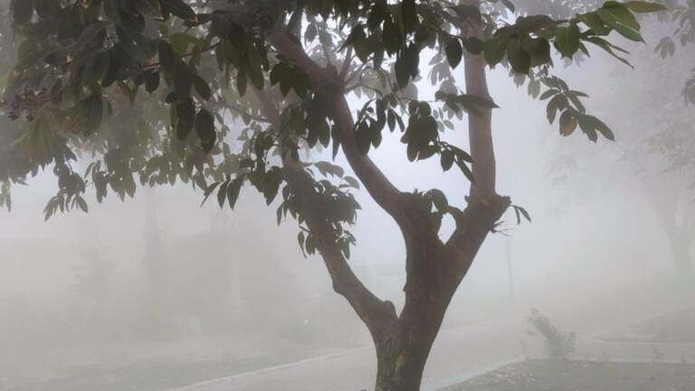 UP Weather Today: यूपी में बारिश से बढ़ी गलन, इन जिलों में कोहरे पर IMD का येलो अलर्ट UP Tak