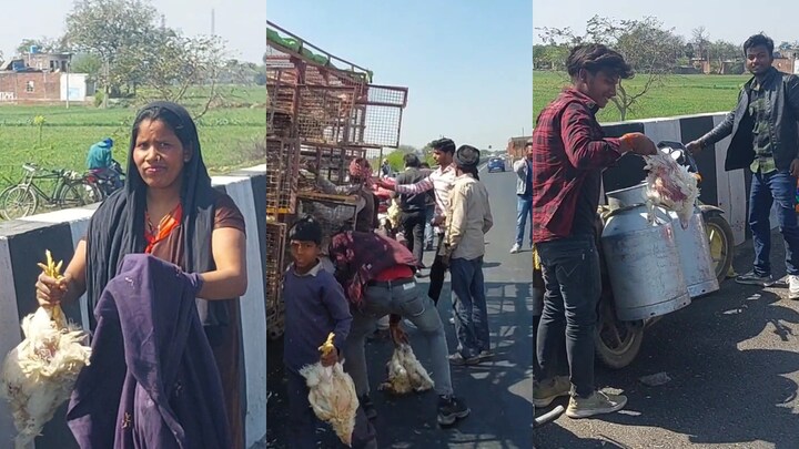 इटावा में 4 घंटे तक सड़क पर हुई 27 क्विंटल जिंदा मुर्गे-मुर्गियां की लूट, सब देखते रहे! Etawah