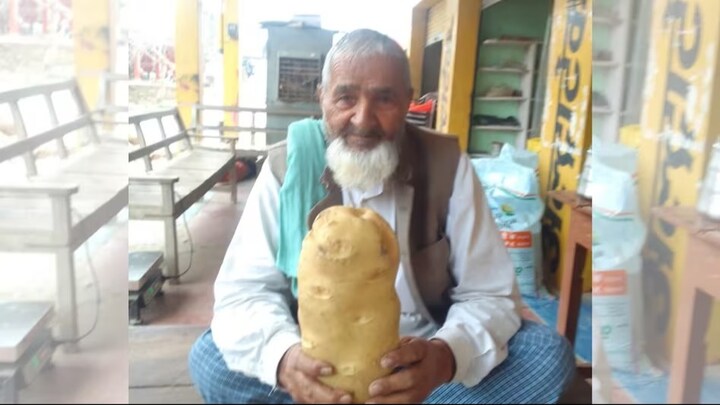 फर्रुखाबाद के किसान मेराज हुसैन के खेत में निकला दो किलो का एक आलू, खेती में ऐसा क्या कर दिया? UP Tak