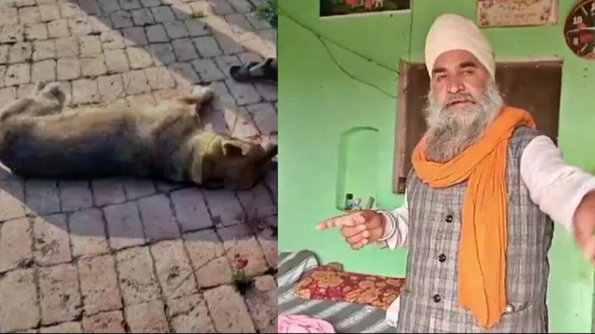बिजनौर : हमलावरों से अकेले भीड़ गया पालतू कुत्ता...अपनी जान देकर बचाई मालिक की जिंदगी UP Tak