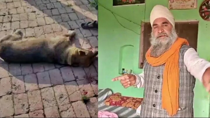 बिजनौर : हमलावरों से अकेले भीड़ गया पालतू कुत्ता...अपनी जान देकर बचाई मालिक की जिंदगी UP Tak