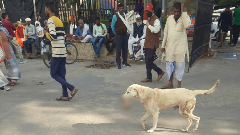 कुत्ते के मुंह में इंसानी हाथ…लखनऊ KGMU का ये दृश्य देख हर कोई भौचक्का रह गया, अब ये पता चला Lucknow