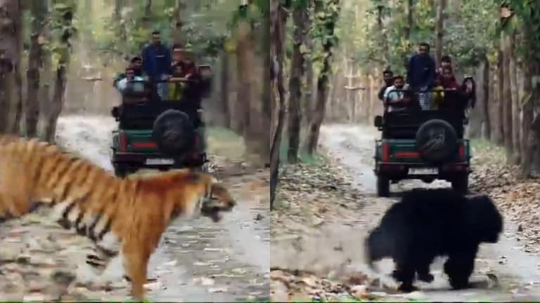 पीलीभीत में जब टूरिस्ट जीप के सामने ही बाघ ने भालू को दौड़ाया, वीडियो में कैद हुआ पूरा नजारा UP Tak
