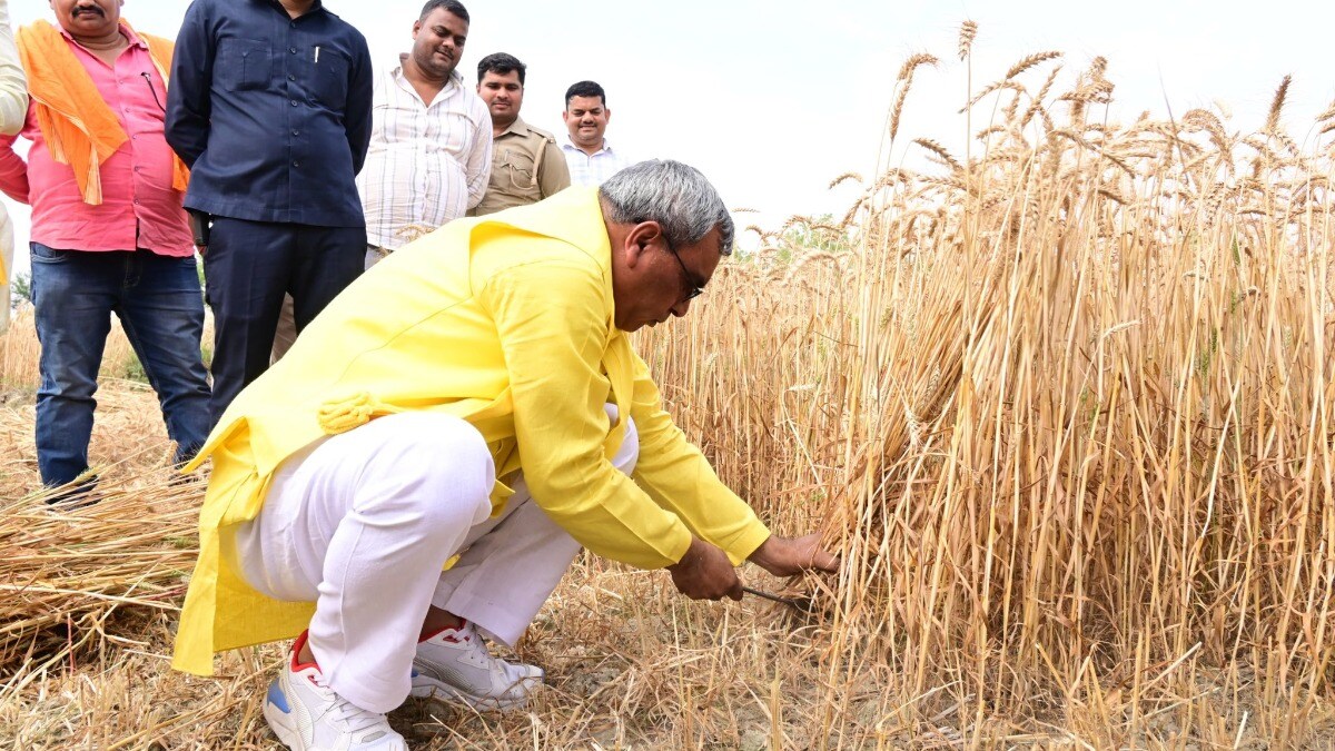 चुनाव प्रचार के अनोखे रंग, तपती दोपहरी में खेत में गेहूं काटने लगे ओपी राजभर, फिर हुआ ये UP Tak