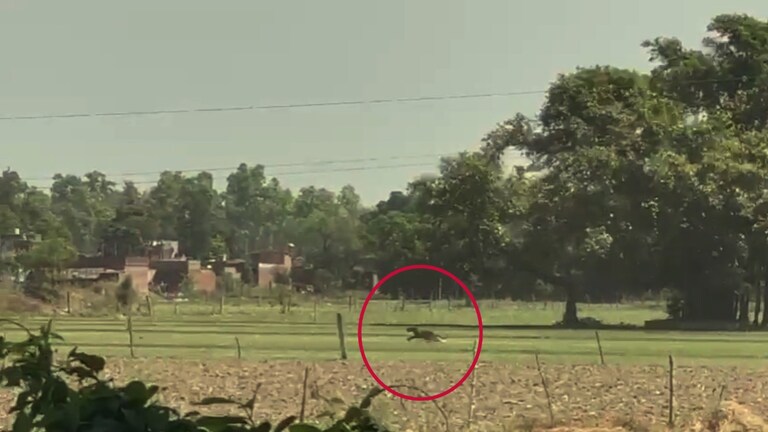 किसान के सामने आ गया टाइगर तो उसने बाघ के आगे लगा दी साइकिल, फिर जो हुआ, जान चौंक जाएंगे Lakhimpur Kheri