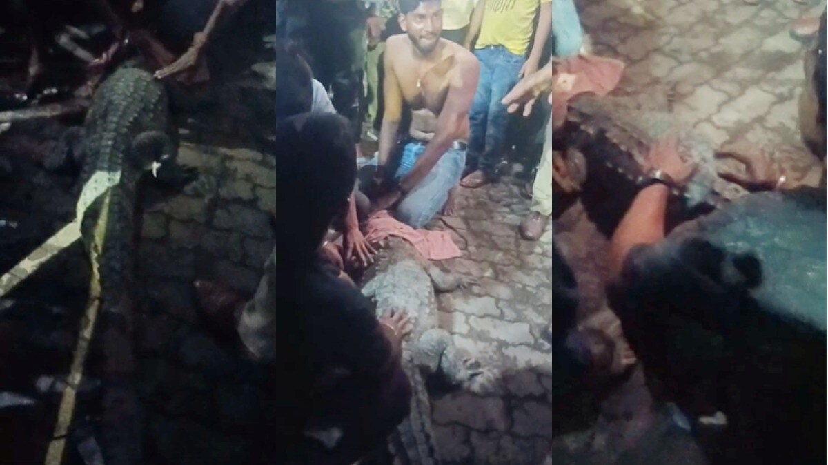 सड़क पर निकला मगरमच्छ तो कानपुरियों ने शर्ट निकाल मुंह ही बांध दिया, गजब का नजारा Kanpur