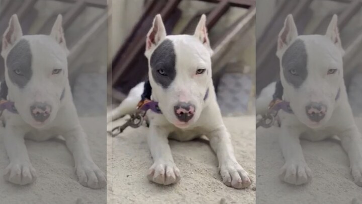 नोएडा में पिटबुल नस्ल के इस कुत्ते ने मालिक को कराया अरेस्ट, आपके घर में भी है तो सावधान रहें! UP Tak