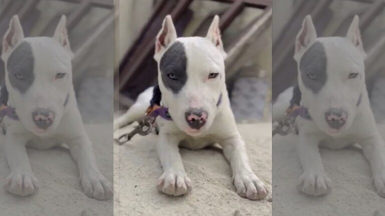 नोएडा में पिटबुल नस्ल के इस कुत्ते ने मालिक को कराया अरेस्ट, आपके घर में भी है तो सावधान रहें! UP Tak