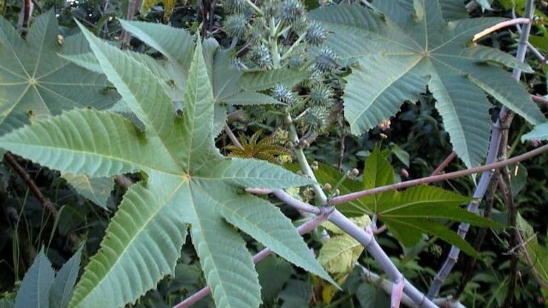 विष निवारण, जोड़ों का दर्द, सिरदर्द में राहत...जानें अरंडी के पत्तों के 7 चमत्कारिक फायदे अरंडी के पत्तों के फायदे (सांकेतिक तस्वीर)